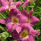 Taglilien zwiebeln,Winterhart mehrjährig,hemerocallis pflanzen,taglilien,taglilien zwiebeln winterhart mehrjährig,taglilien rhizome,gross blumige taglilien,hemerocallis Knollen.-15zwiebeln-G