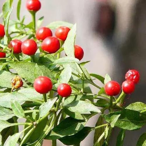 1 bolsa de semillas Sin OGM Prolíficas Semillas de pimiento cereza de sabor pequeño y dulce para semillas de jardinería para plantar ahora Semillas