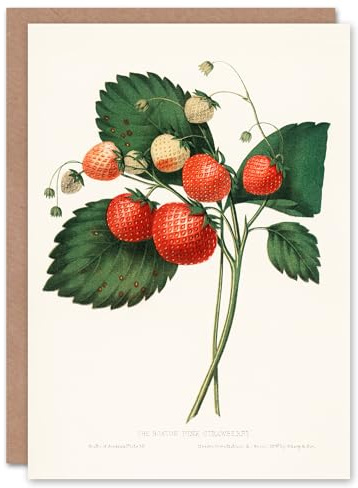 Artery8 Charles Hovey Art Card Boston Pine Strawberry Plant