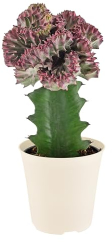 Arcadia Garden Products - Cactus de cola de sirena viva, planta de interior en maceta de plástico, Euphorbia lactea Cristata, planta suculenta de coral crestada, regalo para decoración del hogar y