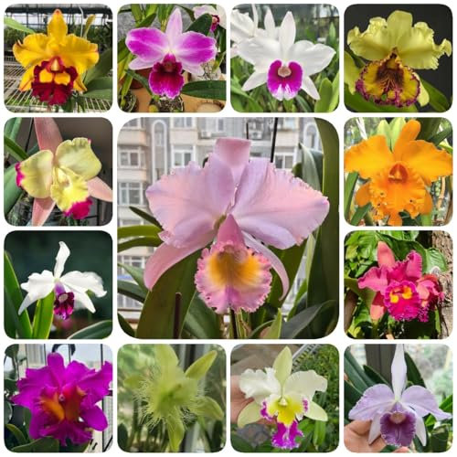 150 pcs Cattleya Orchidee Pflanze Samen - garten blumen pflanzen garten bienenweide exotische pflanzen winterhart blumensamen pflanzen winterhart draußen garten exotische pflanzen