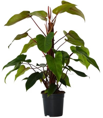 Philodendron 'Imperial Red' - Ami des arbres - Diamètre 19 cm - Hauteur 50-55 cm