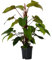 Plant in a Box - Baumfreund - Philodendron 'Imperial Red' - Höhe 50-55cm - Topf 19cm - Pflegeleichte Zimmerpflanze - Grün - Violett