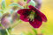 Helleborus x orientalis, rot ca. 9x9 cm Topf - Christrose, rote Blüten, Blütezeit Februar-April, ideal für schattige Beete, winterhart, pflegeleicht