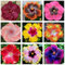 kiskick 200 Stück/Beutel Hibiscus Coralline-Samen Rustic Sunshine Prefer Flourishing Vibrant Vibrant Coralline Hibiscus Seeds for Bonsai Grow Your Own Herbs Garden Kit Hibiskus Coralline Samen
