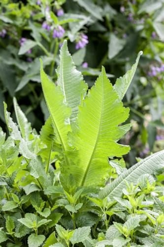 Dipsacus fullonum 9x9 cm Topf – Winterhart, Pflegeleicht – Wilde Karde – Wildpflanze für Naturgarten & Bienenweide
