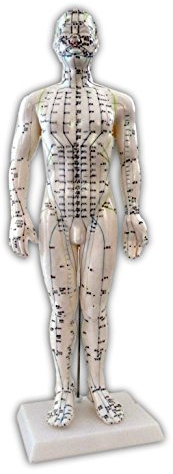 Figur Akupunktur, 50 cm
