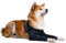 MPS Medical Pet Shirt, Doppelte vordere Beinmanschette für Hunde, XXL