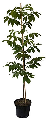 Moselaner Nr.120 veredelter Walnuss Baum kaum spätfrostgefährdet ca. 60-100 cm 7,5-10 L Topf