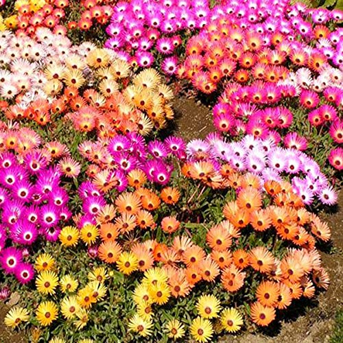 Garten-Mittagsblume - Dorotheanthus bellidiformis - 1000 Samen