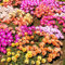 Garten-Mittagsblume - Dorotheanthus bellidiformis - 1000 Samen
