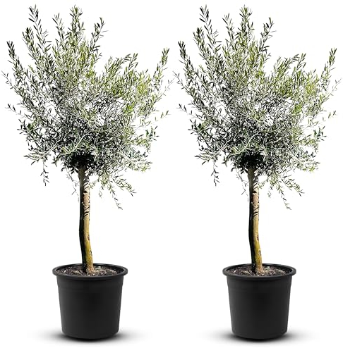 TropicTrees - Olivenbaum winterhart mit einer Höhe von ca. 180cm und einem Stammumfang von 16-20 cm - 20 Jahre alt - echter Olivenbaum mit echten, essbaren Olivenfrüchten - Olea Europaea - 2 Stück