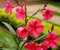 Frische neue 100 Stück rote Oleander-Blumensamen