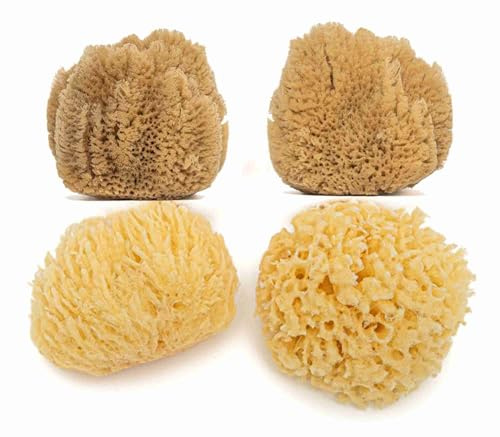 Natural Ocean Svampar | mjuka, naturliga och gula havssvampar för nyfödda, 0–8 månader, ansiktsrengöring, för konst- och pysselset – storlek S (6,5–8,5 cm) – 4 stycken (2 och 2)