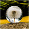 Briefbeschwerer pusteblume,Traumgeschenkkugel,Kristall Wunschkugel Traumball Einzigartiger Briefbeschwerer aus Löwenzahn Das perfekte Geschenk für Familie Liebhaber Kinder und Freunde (9CM）