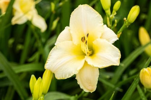 Hemerocallis x cult. 'Arctic Snow' ca. 11x11 cm Topf - Taglilie, weiße Blüten, Blütezeit Juni-August, ideal für Rabatten, pflegeleicht und winterhart