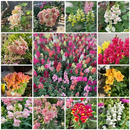 1000 pcs löwenmäulchen samen mehrjährig, löwenmaul samen, blumen samen, plants Snapdragon - Antirrhinum majus - ausgefallene geschenke, biosaatgut pflanzen für garten, bodendecker