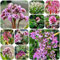 bergenien samen winterharte stauden kräutergarten winterharte pflanzen für balkon, kübelpflanzen indoor garten gartensamen balkon pflanze blumensamen wiesensaatgut blumen samen 350pcs