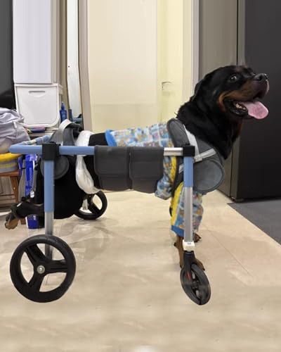 ENHEN Rollstuhl für Hunde Verstellbarer 2/4-Räder-Rehabilitationswagen für Hunde, XS-XXL, Rehabilitationswagen für Kleine/Große Haustiere mit Gelähmten Hinterbeinen, Gehhilfe zum Heben Von Katzen(L)