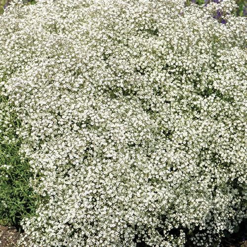 Bloomique – 5er-Mix – Gypsophila paniculata – Schleierkraut – Weiß – Knollen – Gartenpflanzen – Stauden – Winterhart – Staude – Wird bis zu 100 cm groß