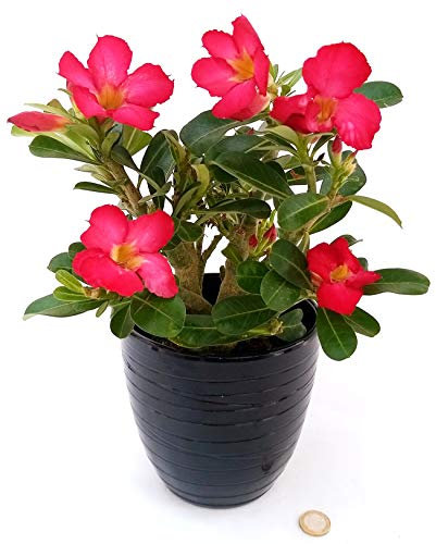 POWERS TO FLOWERS - ADENIUM OBESUM ROSSO, pianta vera