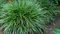 1 x Carex morrowii 'Irish Green' im 1 Liter Topf (Ziergras/Gräser/Winterhart/Mehrjährig/Immergrün/Bodendecker) Grüne Japan Segge - Frisches Grün für lebendige Gartenträume - von Stauden Gänge