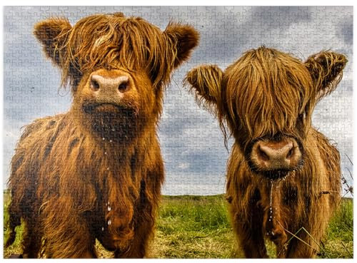 MyPuzzle Two Highland Cows - Premium 1000 Piece Jigsaw Puzzle for Adults