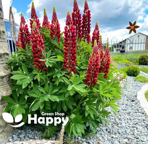 Russell Lupin The Pages red 60 Seeds + Plant tag + Freebie - Lupinus Polyphyllus