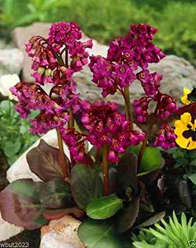 Seeds 10 semi-red-to-a seeds. Ka heart Foglia Bergenia Pig Squeak, Hardy winter in Zone 3