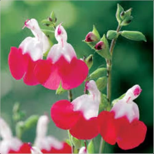 Salvia Greggii 'Hot Lips' x 3 Plug Plants for Potting on