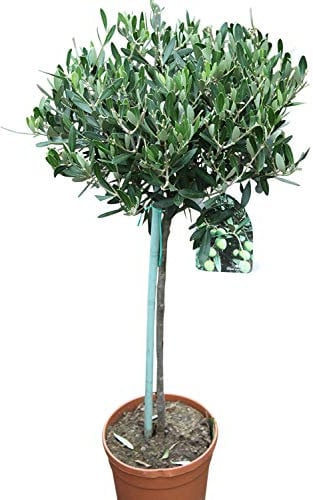 Olea Europaea- Olive Trees - Half standards - Established Plants Approx 100 cm Tall