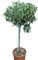 Olea Europaea- Olive Trees - Half standards - Established Plants Approx 100 cm Tall