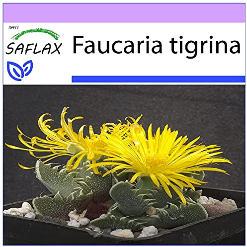SAFLAX - Kakteen - Echter Tigerrachen - 40 Samen - Faucaria tigrina
