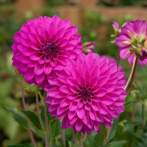 Dahlia Dalina Maxi Neon Lilac - Eye-Catching Fully Double Pompon Garden Flowers Ready to Plant - Flowering Summer Plants Garden Ready for Beds, Borders, and Pots - Dahlia Plants (9cm Pot, 10-20cm)