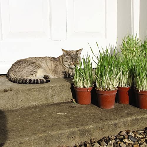 Cat Grass 'Tabby Cat' Hordeum vulgare 'Variegata' Barley Hardy Perennial Easy to Grow Your Own Plants (Approx. 100 Seeds) by Thompson and Morgan