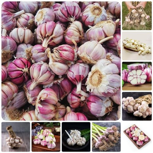 100 Piezas Comprar Semillas De Ajo, Ajo De Invierno, Plantar Ajo, Cocina De Jardín De Hierbas, Plantación De Hortalizas, Semillas De Hierbas, Allium Sativum, Plantas De Jardín De