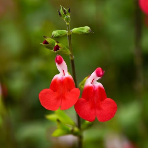 Salvia 'Hot Lips' - Bicolour Blooms with Red and White Variations | Aromatic Foliage | Hardy Perennial | 90cm Height - 1x 1 Litre Potted Plant by Thompson & Morgan