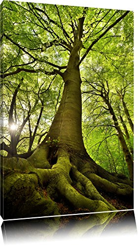 Pixxprint Riesiger Baum im Dschungel, Größe: 80x60cm, Leinwandbild, fertig gespannt, Wandbild, Dekoration, Kunstdruck, kein Poster