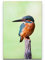 Paul Sinus Art Leinwandbilder | Bilder Leinwand 90x60cm Eisvogel