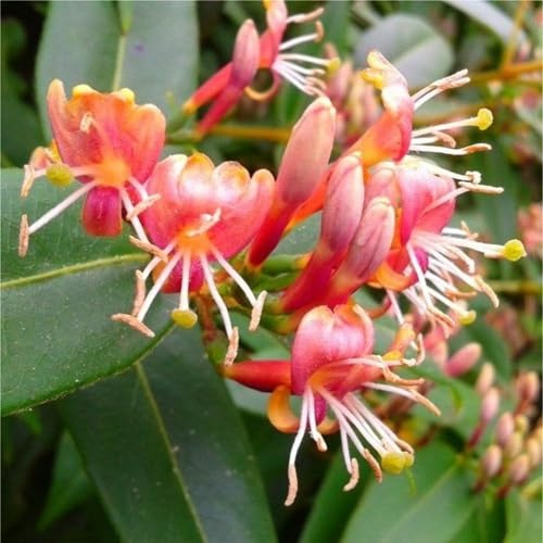 Madreselva de Henry (Lonicera) Planta trepadora - Roja, Perenne, Perenne y Resistente - Maceta de 1,5 litros - ClematisOnline
