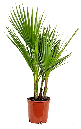 Washingtonia Robusta - Planta en maceta (17 cm de diámetro, 65-75 cm)