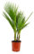 Bloomique - Washingtonia Robusta - Mexikanische Fächerpalme - Palme - Winterharte Balkonpflanzen - Gartenpflanzen Winterhart - Höhe 70-80 cm - Topf 17 cm