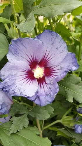 3 Stück Hibiskus/Garteneibisch 'Blue Bird' - (Hibiscus syriacus 'Blue Bird') Containerware 60-100 cm