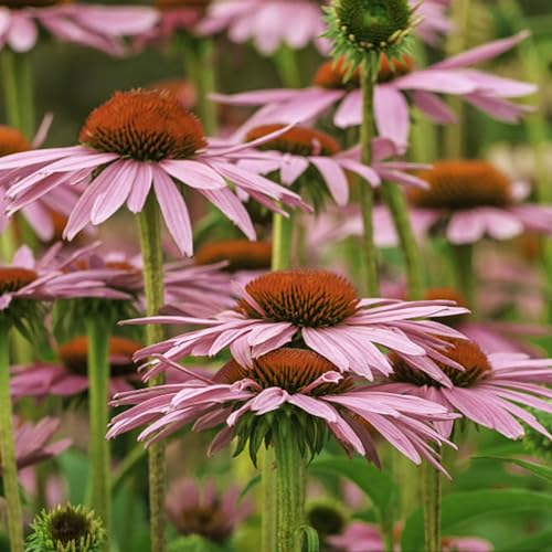 800 Pcs Sonnenhut Echinacea Samen - Kletterpflanzen Winterhart, Bio Saatgut, Echinacea Purpurea, Blumen Balkon, Garten Geschenke Für Frauen Topfpflanzen Draußen Winterhart, Frühlingsblumen