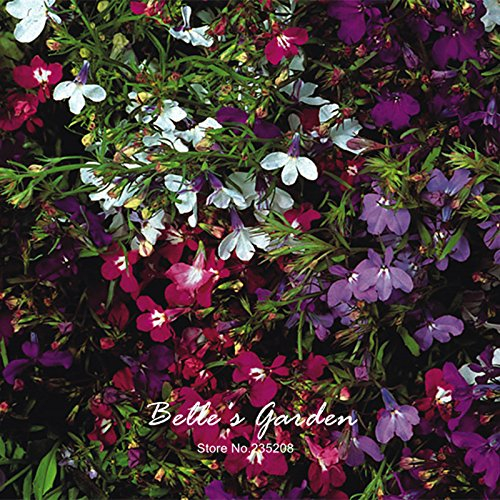 100pcs Lobelia erinus Compacta ‚String of Pearls‘ Samen Balkon Bonsai Blumentopf schöne Blumen-Hausgarten-Anlagen DIY