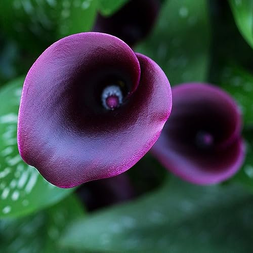 6 Pcs calla zwiebeln winterhart mehrjährig, garten geschenk zwiebeln frisch, blumenzwiebeln frühblüher calla lilien zwiebeln - Zantedeschia aethiopica - kleine geschenke plants, frühlingsblumen