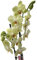 Orquidea phalaenopsis natural AMARILLA - 60 cm altura aprox - 2 varas de flores - Planta viva de interior