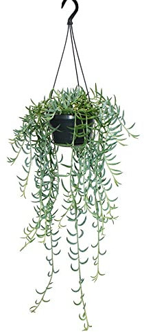 Exotenherz - Senecio radicans - Bananen-Halskette - Ampelpflanze - 14cm Ampel - hängend