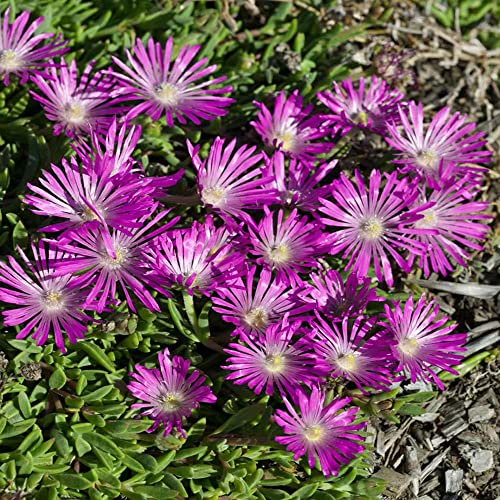 400 Stück Delosperma cooperi samen Mittagsblume fleischfressende pflanzen Sukkulenten succulent plants blumen bonsai topf geschenk blumensamen gastgeschenk balkon deko seed