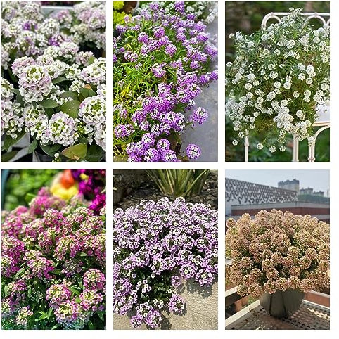 200 Piezas Semillas De Aliso, Plantas En Maceta Resistentes Al Exterior (Lobularia Marítima) Cubierta Vegetal Resistente Perenne Semillas De Flores Silvestres Perennes Resistentes